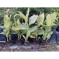 ราคา ต้นพุทธรักษาด่างแคระ ต้นเตี้ย ไม้ด่าง ไม้ตระกูลด่าง ดอกสีเหลือง ส้มลายเสือ 1ต้น/แพค (8669854346)