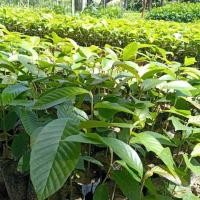 ราคา ยางนา ต้นยางนา ขนาด 45-50 เซนติเมตร (สั่งเกิน10ต้นทักข้อความ) (9963115819)