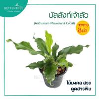 ราคา บัลลังก์เจ้าสัว กระถาง 8 นิ้ว ต้นไม้มงคล ต้นไม้ฟอกอากาศ ต้นไม้ (42865336153)
