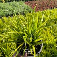 ราคา เตยด่าง เตยทอง กระถาง 6" (27173960305)