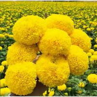 ราคา เมล็ดพันธ์ดาวเรือง เหลืองเจ้าพระยา มหาโชค รัสมีสีเหลือง ดอกใหญ่ เพาะง่ายอัตรางอก ส่งจากไทย (41217265769)