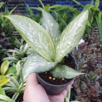 ราคา ต้นไม้มงคล อุดมทรัพย์ (4229499388)