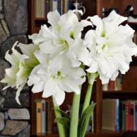 ราคา 1 หัว ว่าน ว่านสี่ทิศ ฮอลแลนด์ Amaryllis Ice Queen 18-24 ซม หัวขนาดใหญ่ (5388424294)