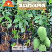 ราคา ต้นมะม่วงแรด มะม่วงแรด ต้นมะม่วง (5692484991)