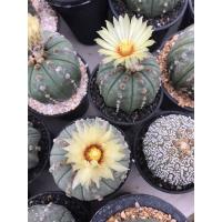 ราคา กระบองเพชร แคคตัส แอสโตรไฟตั้ม (Astrophytum) ซื้อ 5 แถม 1 (คละรายการได้) (7695092984)