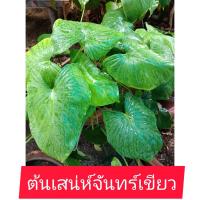 ราคา ต้นเสน่ห์จันทร์เขียว (ไม้ประดับ ไม้มงคล) ขายแบบกระถางและแบบหน่อ (11516777222)