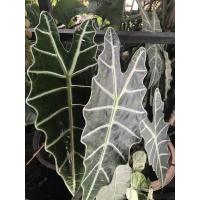 ราคา ต้นพญาจงอาง พร้อมส่ง (11341542196)