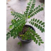 ราคา ต้นธรณีสาร. ไม้มงคลพื้นบ้าน (13152725703)