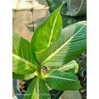 ราคา ต้นเสริมบารมี อโกลนีมา (ต้นบารมีรัตนโกสิน) (10876557013)