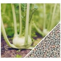 ราคา Kohlrabi กะหล่ำปม : Green / 100 เมล็ด (7915482378)