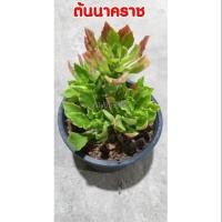 ราคา ต้นนาคราช ไม้มงคล กระถาง 6 นิ้ว (6911930601)