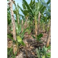 ราคา หน่อกล้วยไข่พันธุ์กำแพงเพชร (13331998003)