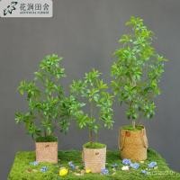 ราคา กระถางนอร์ดิกจําลองตกแต่งนุ่มใบปลอมห้องนั่งเล่นประดิษฐ์ญี่ปุ่นวิศวกรรมบ้านแขวนนาฬิกาพืชสีเขียวม้าเมาไม้ เอ็กซ์โอ (40472317337)