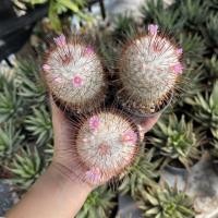 ราคา แคคตัส cactus แมมบอมไบเซียน่า (Mammillaria bombycina) (41851336902)