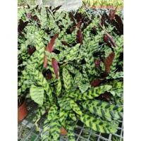 ราคา คล้ากาเหว่าลาย ไม้ฟอกอากาศ Calathea lancifolia Boom (42961665138)