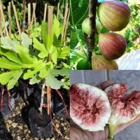 ราคา ต้นมะเดื่อฝรั่งสายพันธุ์ญี่ปุ่น BTM6 เป็นมะเดื่อพันธุ์ยอดนิยมในไทย ให้ผลใหญ่ ดก หวานอร่อย เนื้อนุ่ม ชุ่มฉ่ำ ปลูกง่าย (43172504540)