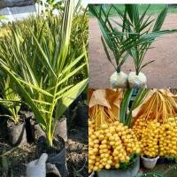 ราคา ต้นอินทผาลัม ผลเหลือง ทั้งหวานอร่อยและมีสรรพคุณมากมาย (40961953931)