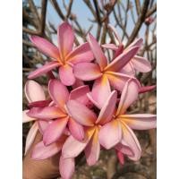 ราคา ลีลา​วดี​สายรุ้ง(ทะเล 1) ขาย1ชุด​4กิ่ง100บาทสำหรับปักชำ(กิ่งที่ตัดให้สีตามภาพปก) (13590420531)