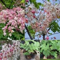 ราคา ต้นกัลปพฤกษ์ กาลพฤกษ์ ไม้มงคล นิยมปลูก (26680422943)