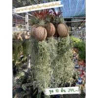 ราคา ต้นหนวดฤาษี(เคราฤาษี) + ลูกตีนเป็ด + ทิลแลนด์เซีย [[ ชุด 10 ต้น 399 บาท ]] (7634985461)