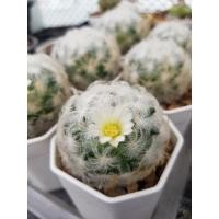 ราคา แมมขนนกขาว Mammillaria Plumosa (12352863762)