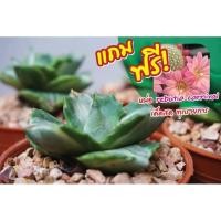 ราคา ฮาโวเทีย อากาเว่ ด่างแคระ Agave isthmensis Ohi Raijin variegata cactus ฟรี rebutia ทุกต้น! (4988107970)