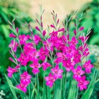 ราคา 10 หัว แกลดิโอลัส Gladiolus ดอกซ่อนกลิ่นฝรั่ง ดอกคำมั่นสัญญา สายพันธุ์ Byzantinus (25354420590)