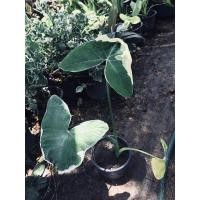 ราคา ต้นถุงเงินถุงทอง มีทั้งใบสีเงินและสีทองในต้นเดียวกัน โคนใบเป็นถุง (8346275732)