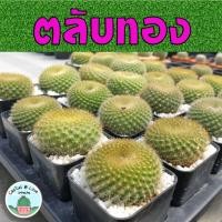 ราคา ตลับทอง(ดอกเหลือง)/ตลับเงิน(ดอกส้ม) (4291952533)