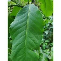 ราคา เปล้า ใบเปล้า ต้นเปล้า 100 ใบแถม10 (44253607636)