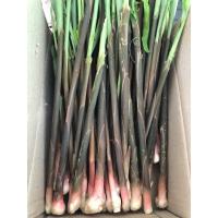 ราคา กระทือ หน่อกระทือ กระทือบ้านๆ (26634371331)