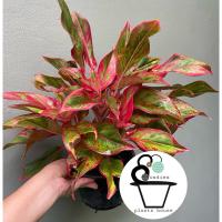 ราคา ต้นแสงเงินแสงทองไม้มงคล (3086342450)