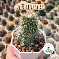 ราคา A Little cactus| แคคตัส กระบองเพชร คริสมาส (23577707884)