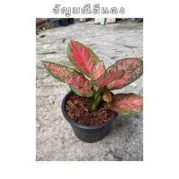 ราคา ต้นอัญมณีสีแดง (ไม้มงคล) (10360601535)