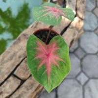 ราคา ต้นบอนสีช้างเผือกใบบัวราคาประหยัดกระถาง3นิ้วซื้อ5แถม1 (13057357744)