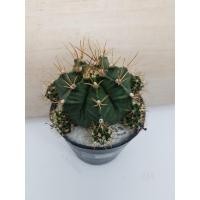 ราคา ต้นกระบองเพชร-ยิมโนมิฮาโน,ยิมโนสายเก่า,ยิมโนหนามโหด-50 บาท (8113210210)