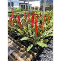 ราคา ต้นดาบเศรษฐี (จัดอยู่ในสับปะรดสี) Vriesea splendens ต้นสับปะรดสีใบลายๆ คล้ายลายเสือ (21382621648)