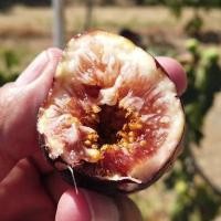 ราคา 10 เมล็ด มะเดื่อฝรั่ง Figs สายพันธุ์ Khurtmani Red Israel มะเดื่อฝรั่ง ลูกฟิก (6993925432)