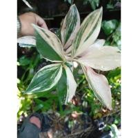 ราคา เอื้องหมายนาด่างชมพู (40155580948)