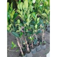 ราคา ต้นขนุนเพชรราชา ต้นทาบกิ่ง120ซม. (26355895150)