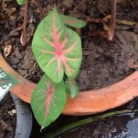 ราคา บอนสี เงาะถอดรูป ต้นเล็กมีหัวใหญ่ ต้นล่ะ120บาท (3567462088)