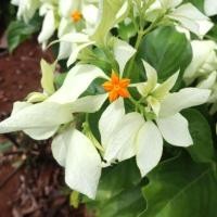 ราคา ดอกดอนญ่าสีขาว1ต้นถุงดำ ไม้ประดับมงคล (28552321966)