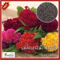 ราคา 200 เมล็ด หงอนไก่คละสี - Mixed Cockscomb หงอนไก่ เมล็ดหงอนไก่ เมล็ดพันธุ์หงอนไก่ (5973667734)