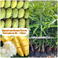 ราคา ต้นมะม่วงอกร่องโบราณ/อกร่องเขียว กิ่งพันธุ์มะม่วงอกร่องเป็นกิ่งทาบ(80-100cm)‼️รับประกันพันธุ์จากสวนโดยตรง☘️ (4228796352)