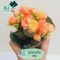 ราคา ต้นกุหลาบหิน สีส้ม ต้นไม้มงคล ต้นไม้จิ๋ว (16001291969)