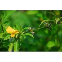 ราคา ต้นอังกาบหนู​ สมุนไพรไทย​พื้นบ้าน สมุนไพรโบราณ บำรุงร่างกาย ต้นไม้ ยาสมุนไพรไทย ตำรับยา (22567606900)