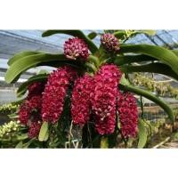 ราคา ช้างแดงกล้วยไม้ใส่ตะกร้า4นิ้ว ขนาด3-5คู่ใบดอกสีแดงเข้มสวยงาม1ต้น (15681924517)