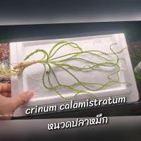 ราคา crinum calamistratum ต้นหนวดปลาหมึก 35cm+- (26537342827)