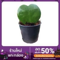ราคา ต้นโฮย่า หัวใจ (เขียว) (12724020697)