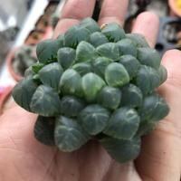 ราคา ฮาโวเทีย หยดน้ำ สีเขียวขนาด3-4ซ.ม. (5911894374)